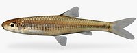 Notropis hudsonius  Spottail Shiner