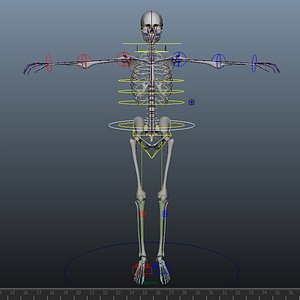 skeleton rigged 3D