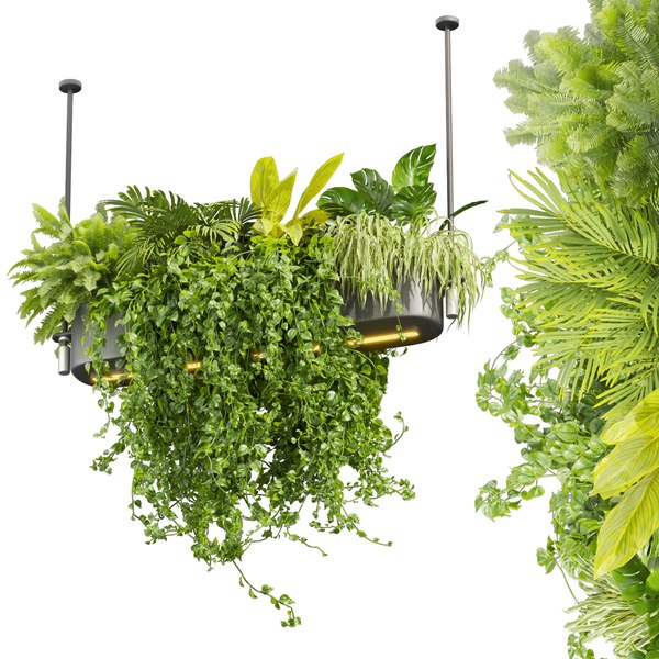 modelo 3d Collection plant vol 510 - ampelous - hanging - monstera ...