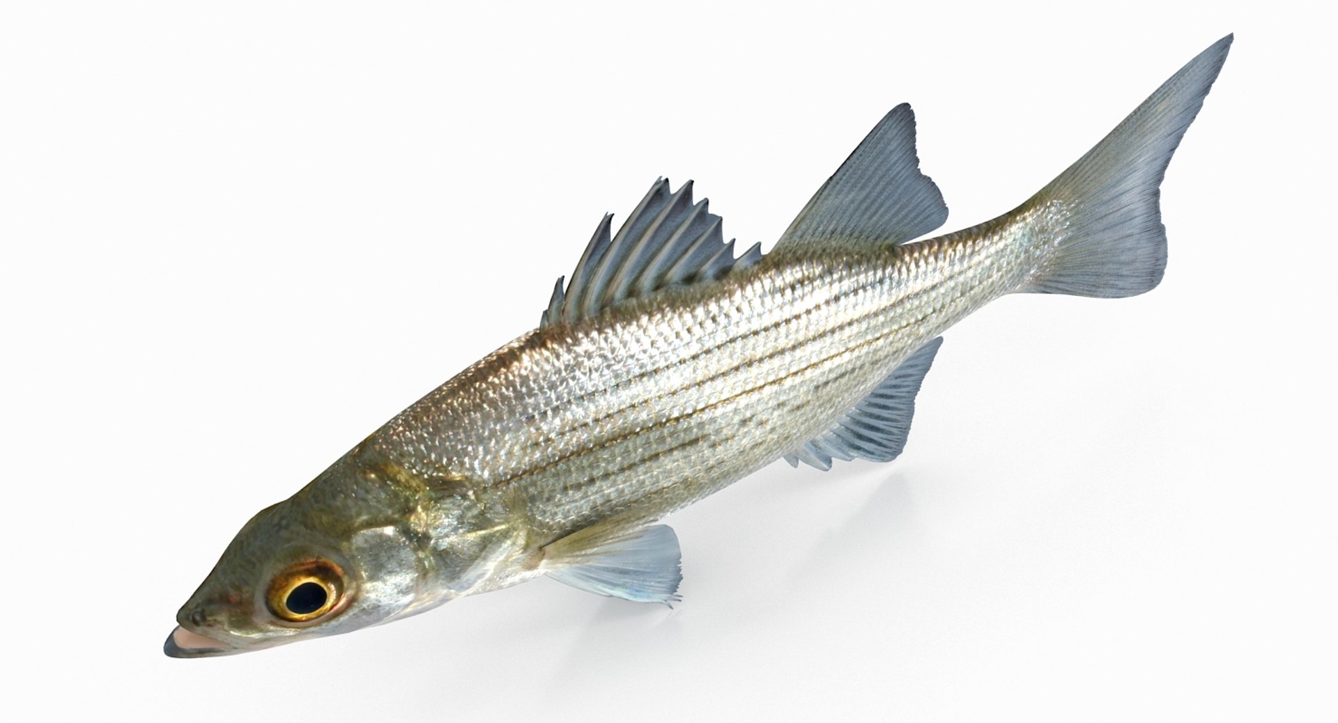 White bass 3D model - TurboSquid 1153020