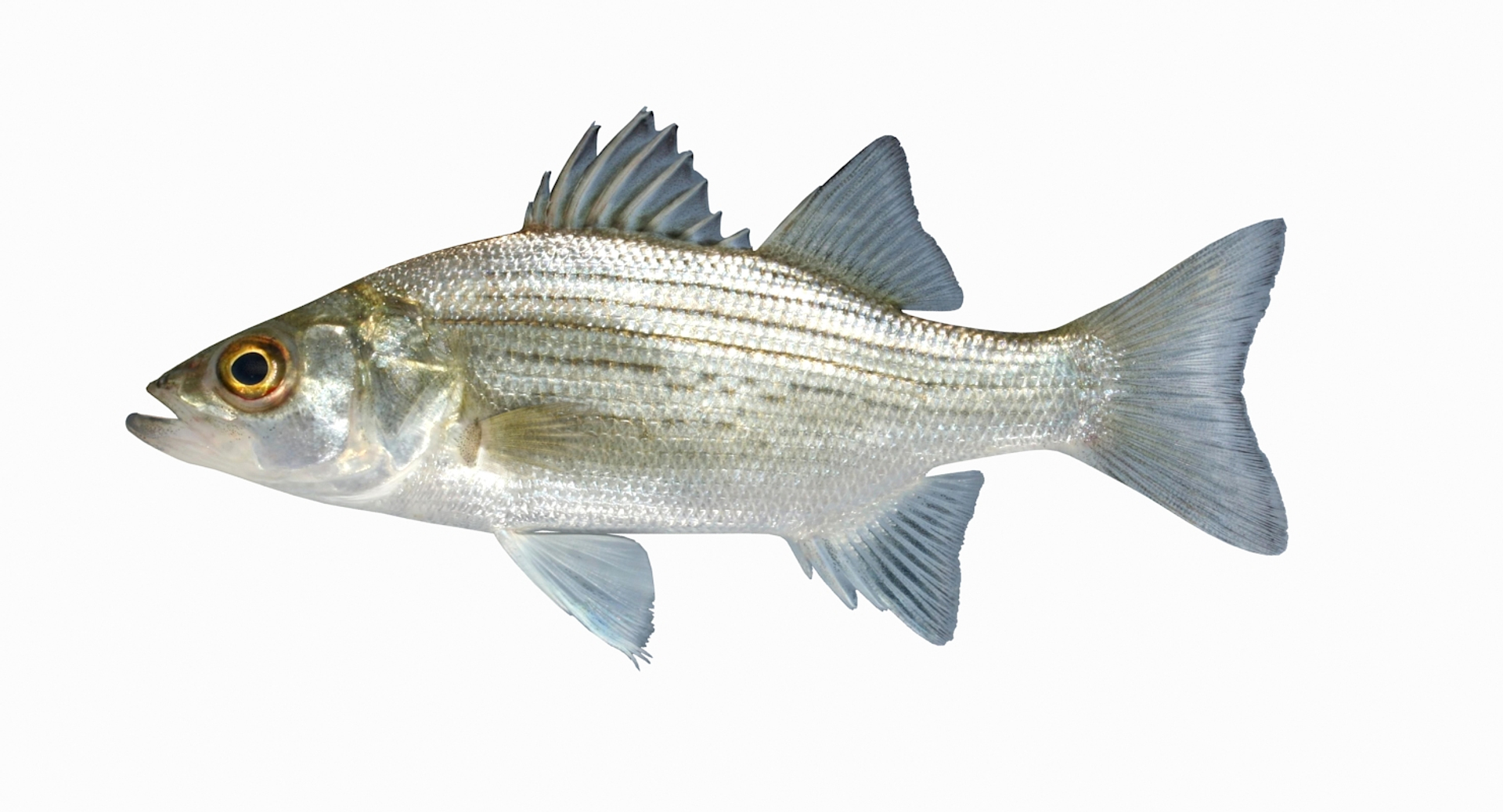 White bass 3D model - TurboSquid 1153020