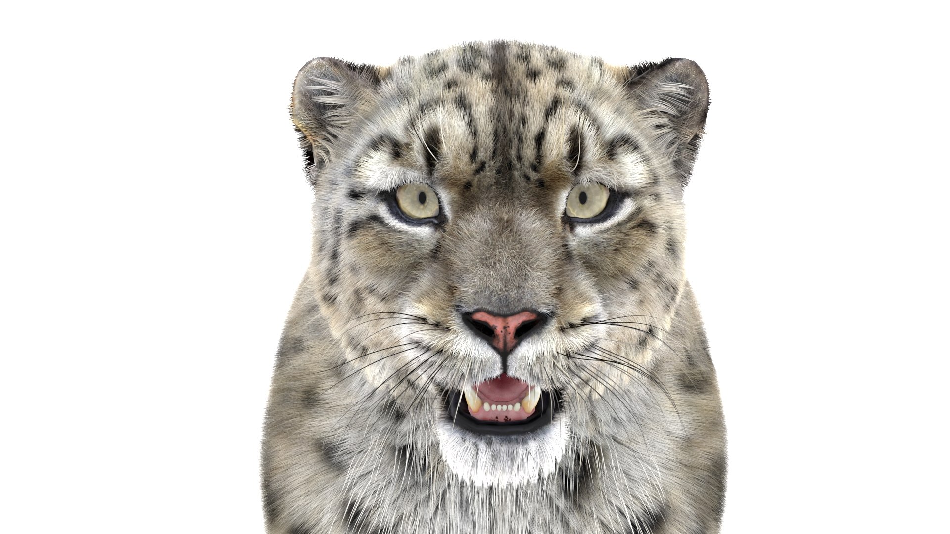 3D model snow leopard furry animal hair https://p.turbosquid.com/ts-thumb/Dd/meM5gd/5wf3RIEa/snow_leopard_3d_model11/jpg/1564733542/1920x1080/fit_q87/cf0958bc98d67e06c6a00634b16f843789fca0ac/snow_leopard_3d_model11.jpg