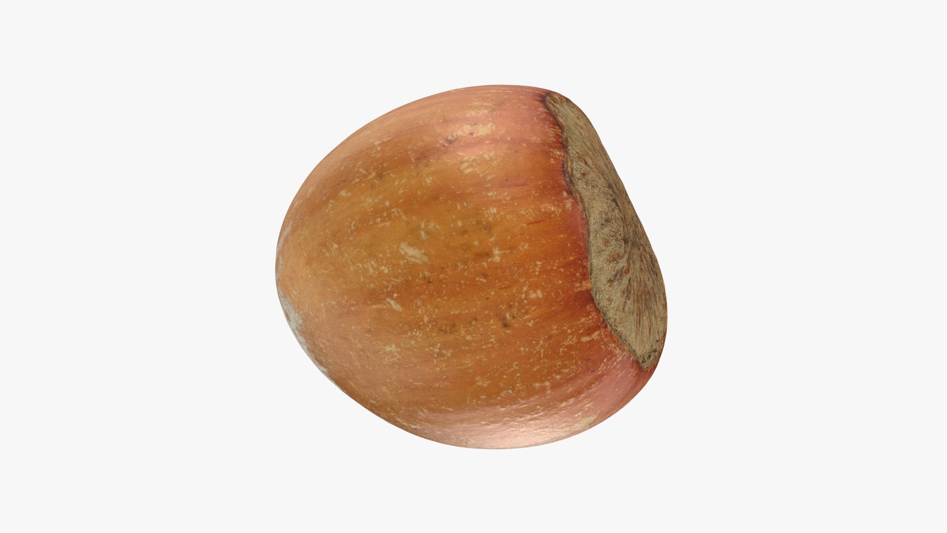 Hazelnut In Shell 03 Model - TurboSquid 2290447