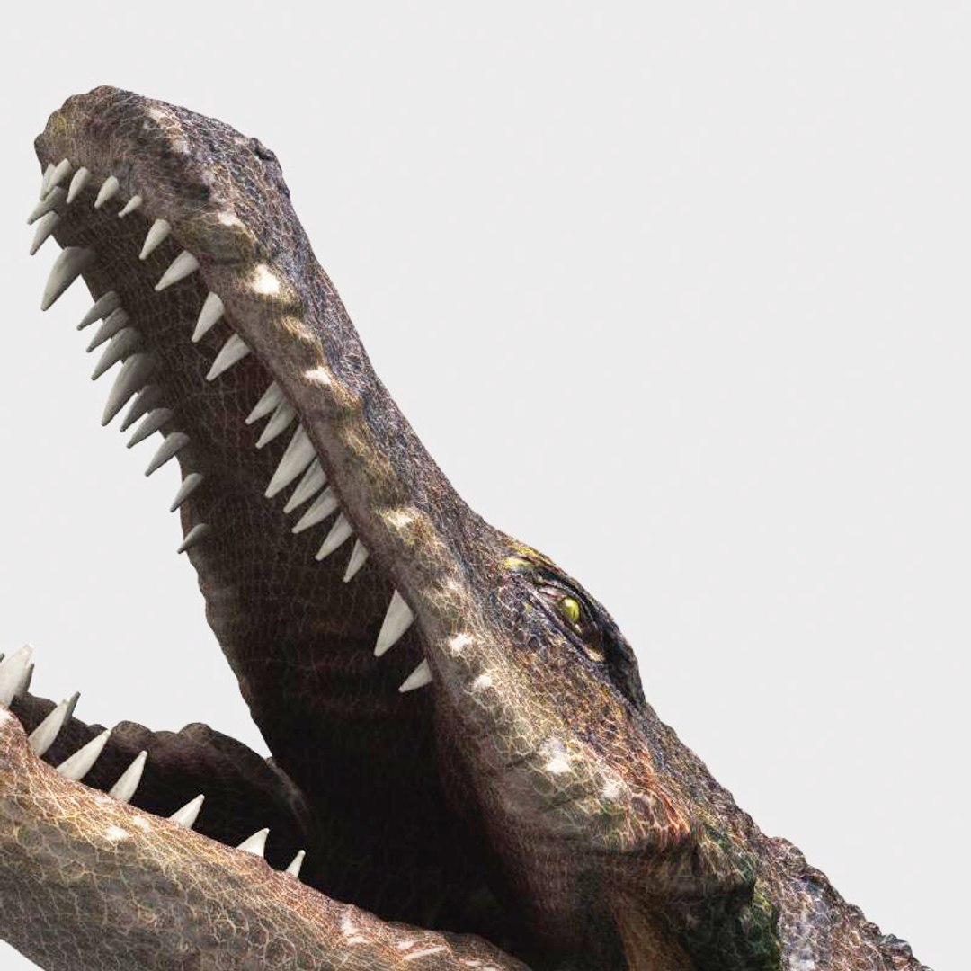 Crocodile Aligator Max