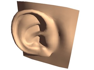 standard human ear head 3d obj