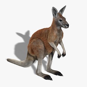 kangaroo red shave 3d model