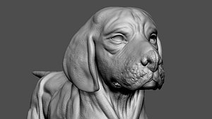3D Beagle Dog VFX Zbrush Sculpt model