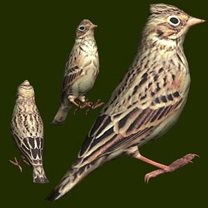Vesper Sparrow
