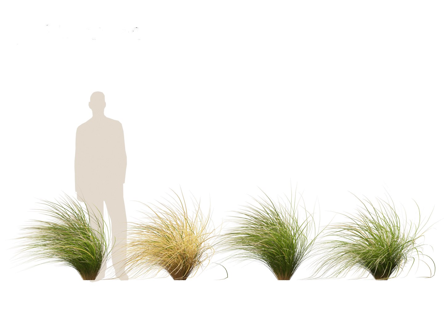 3D Chionochloa rubra - Red tussock grass 02 https://p.turbosquid.com/ts-thumb/De/8lkpKg/17/chionochloarubra027/jpg/1692501601/1920x1080/fit_q87/9dbcd63b6826ce5cf908449f6fccc376e0eecdce/chionochloarubra027.jpg