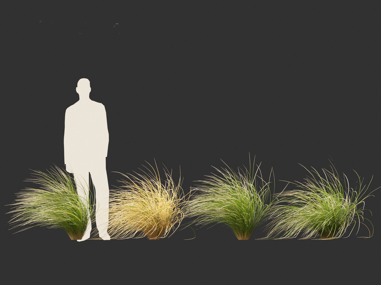 3D Chionochloa rubra - Red tussock grass 02 https://p.turbosquid.com/ts-thumb/De/8lkpKg/3X/chionochloarubra028/jpg/1692501601/1920x1080/fit_q87/30aa671e3d05f1022bd7bc726e7c7ae3ff40b5cd/chionochloarubra028.jpg