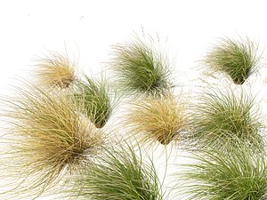 3D Chionochloa rubra - Red tussock grass 02