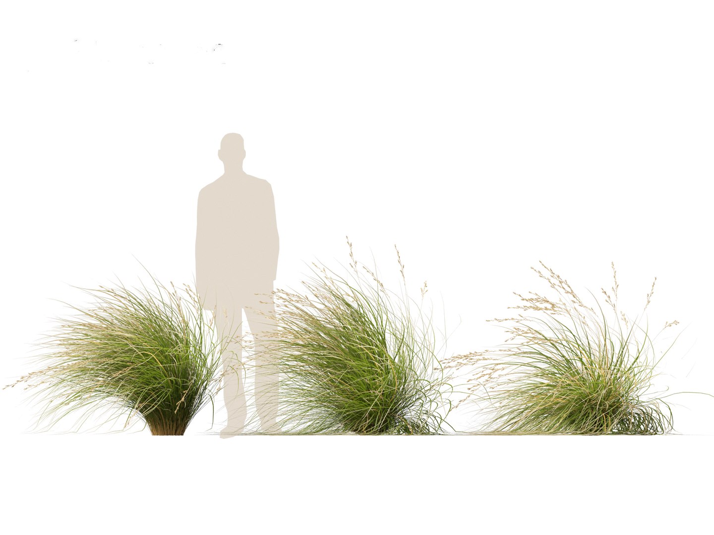 3D Chionochloa rubra - Red tussock grass 02 https://p.turbosquid.com/ts-thumb/De/8lkpKg/bv/chionochloarubra023/jpg/1692501596/1920x1080/fit_q87/f83fcd7f61058e1e37d67d4419224d22355d9512/chionochloarubra023.jpg