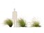 Chionochloa rubra - 붉은 풀풀 02