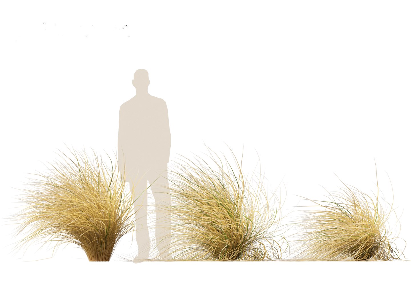 3D Chionochloa rubra - Red tussock grass 02 https://p.turbosquid.com/ts-thumb/De/8lkpKg/er/chionochloarubra025/jpg/1692501598/1920x1080/fit_q87/0d85d41a61d8f33b9878da10bd9e7f24f07ea01e/chionochloarubra025.jpg