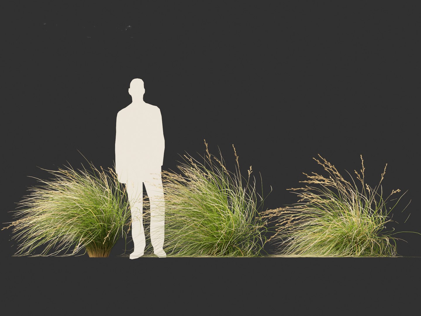 3D Chionochloa rubra - Red tussock grass 02 https://p.turbosquid.com/ts-thumb/De/8lkpKg/kD/chionochloarubra024/jpg/1692501596/1920x1080/fit_q87/23638c2e7189a7426a43c7875f79147396989699/chionochloarubra024.jpg