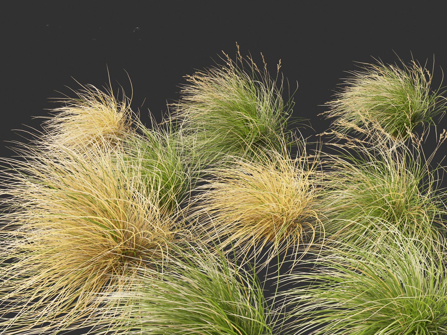 3D Chionochloa rubra - Red tussock grass 02 https://p.turbosquid.com/ts-thumb/De/8lkpKg/of/chionochloarubra022/jpg/1692501593/1920x1080/fit_q87/3135e8a1188ce41a4b88db83d9487c856e8c57f9/chionochloarubra022.jpg