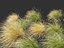 Chionochloa rubra - 붉은 풀풀 02