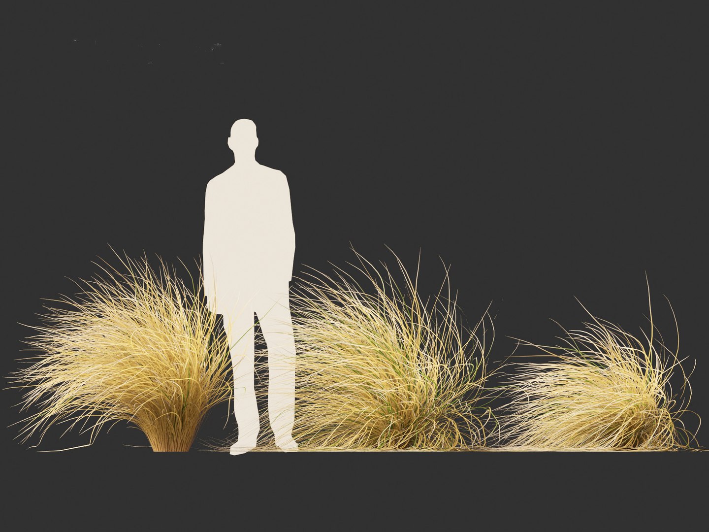 3D Chionochloa rubra - Red tussock grass 02 https://p.turbosquid.com/ts-thumb/De/8lkpKg/ps/chionochloarubra026/jpg/1692501599/1920x1080/fit_q87/2864911f9f9334077b216934c1b1931a2d4548ef/chionochloarubra026.jpg