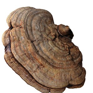 mushroom wood