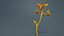 Prunus Cerasus Кислая вишня Rosaceae Росток Ремастеринг