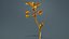 Prunus Cerasus Кислая вишня Rosaceae Росток Ремастеринг