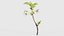 Prunus Cerasus Кислая вишня Rosaceae Росток Ремастеринг