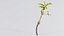 Prunus Cerasus Кислая вишня Rosaceae Росток Ремастеринг