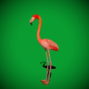 American Flamingo Bird