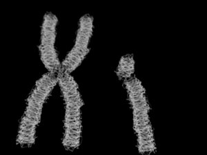 XY Chromosomes 2