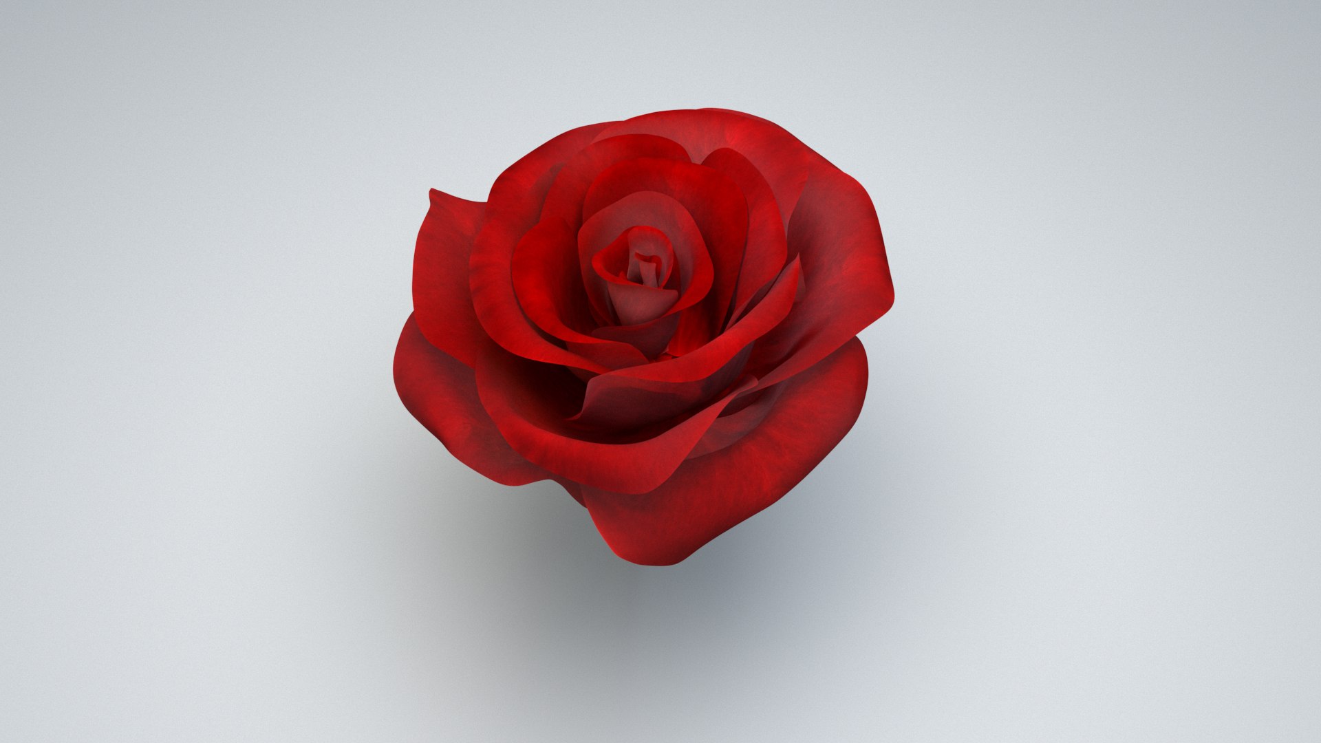 Rose Rigged 3D model https://p.turbosquid.com/ts-thumb/De/E8gjrR/rM/rose_06/jpg/1647100356/1920x1080/fit_q87/2994e636adcb8a14579c13097eb2a493cb8dcb6d/rose_06.jpg