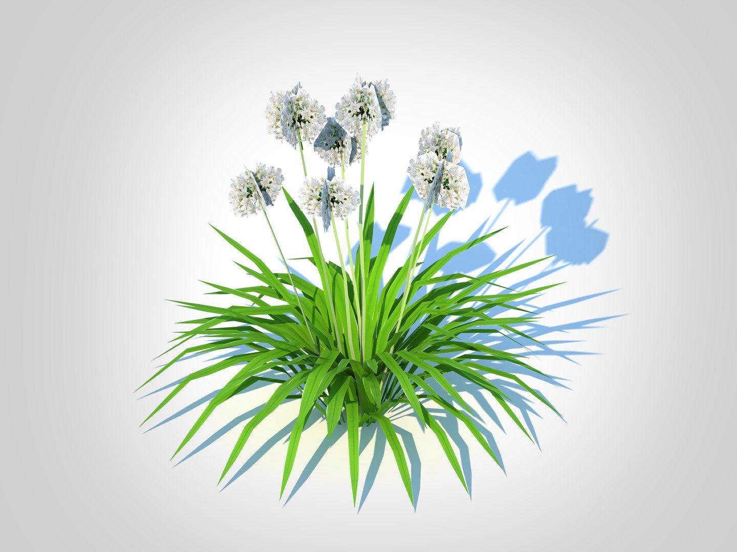 Agapanthus-dwarf-white 3D Model - TurboSquid 2275599