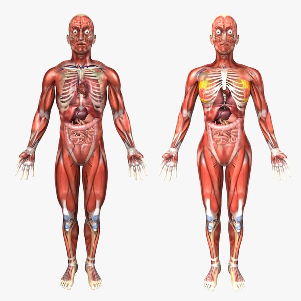 3d c4d human male female anatomy