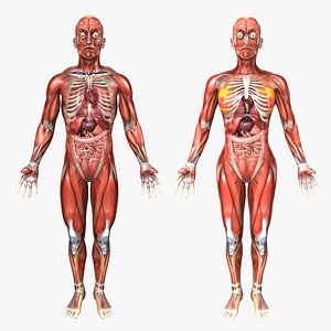 Human Male and Female Anatomy