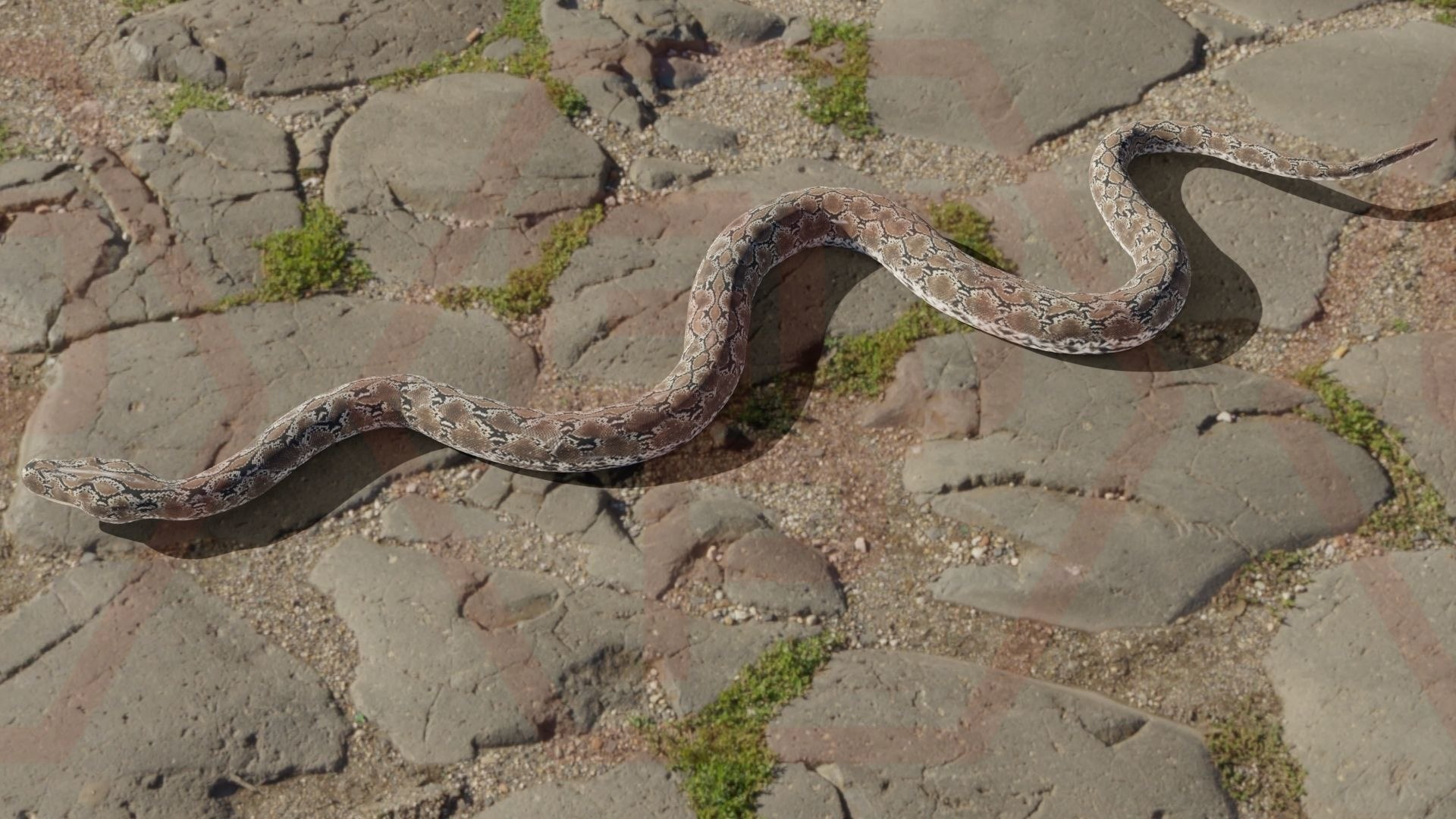 3D model uploadsfiles2419396Python - TurboSquid 1877402