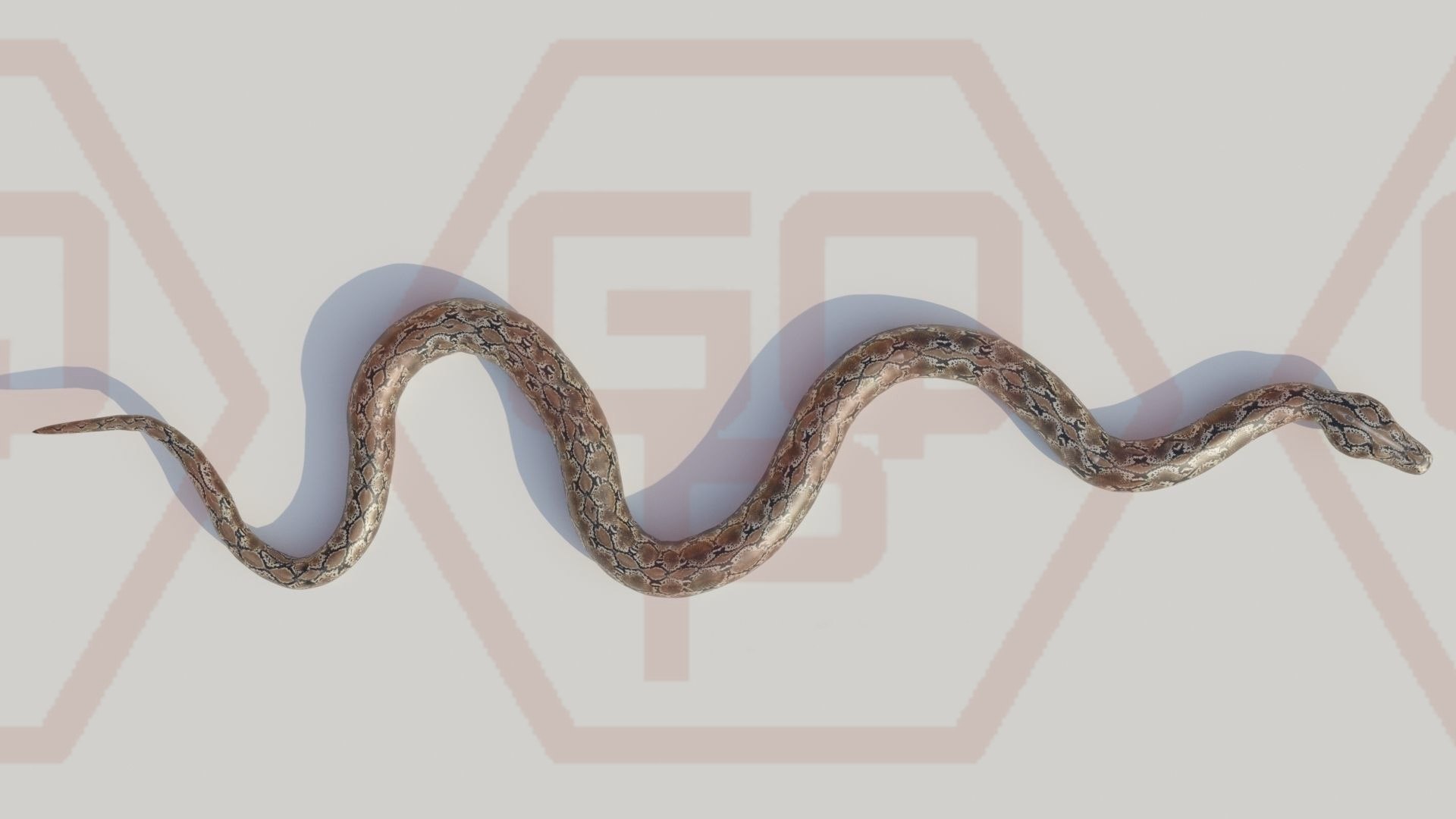 3D model uploadsfiles2419396Python - TurboSquid 1877402