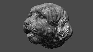 3D Lhasa Apso head dog model
