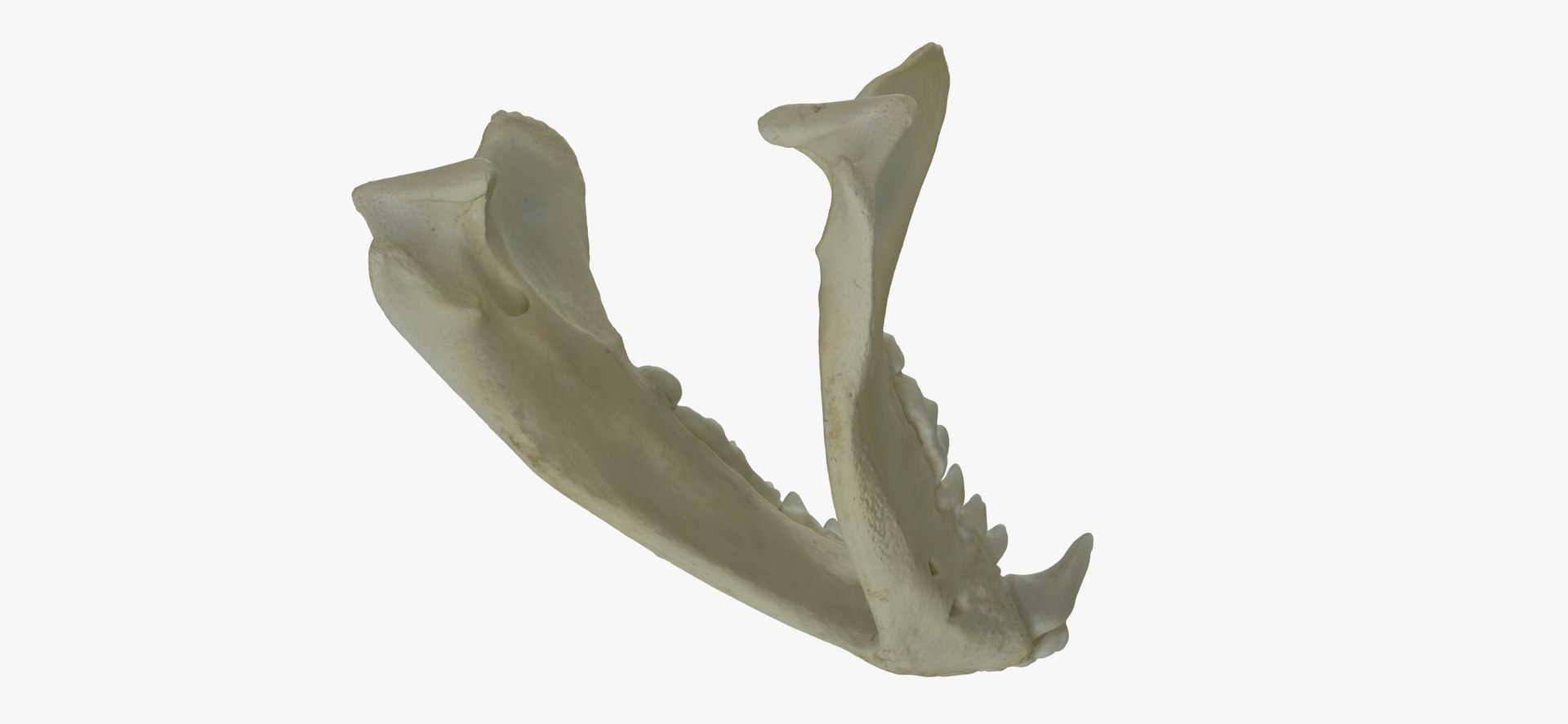 3D European Badger (Meles Meles) Jaw 01 RAW Scan - TurboSquid 2143317