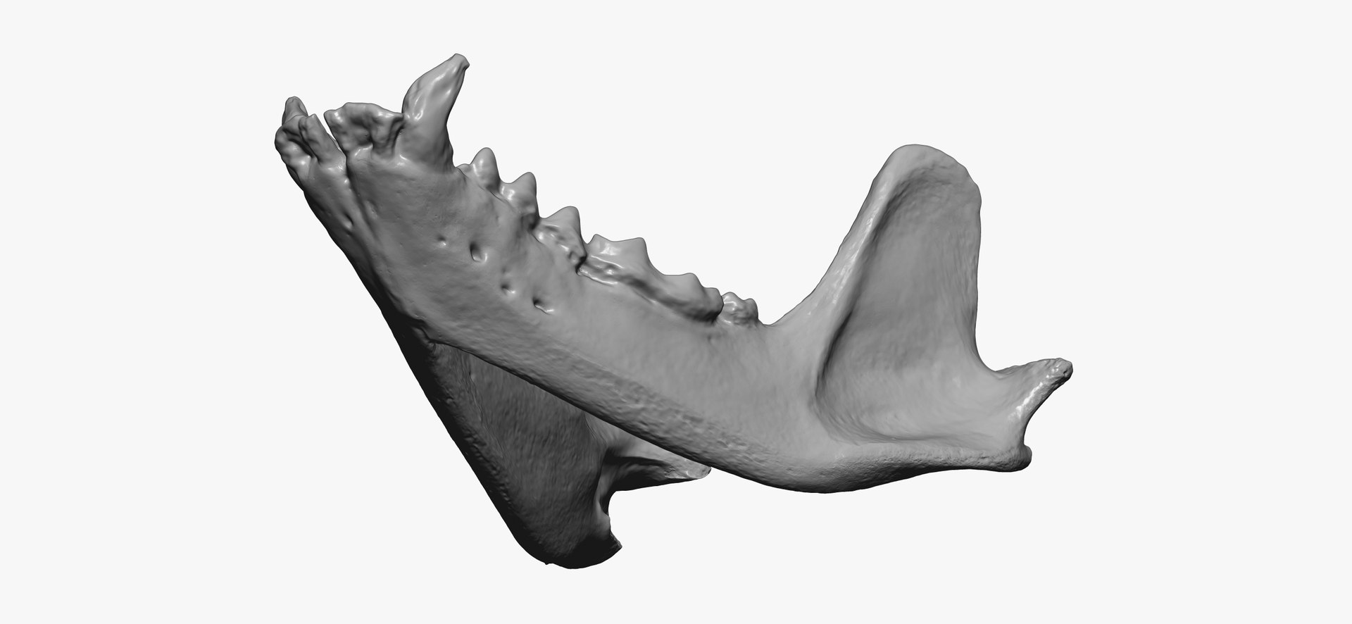 3D European Badger (Meles Meles) Jaw 01 RAW Scan - TurboSquid 2143317
