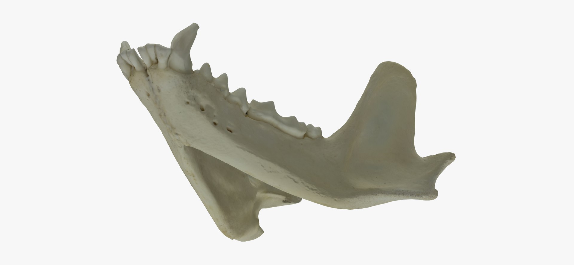 3D European Badger (Meles Meles) Jaw 01 RAW Scan - TurboSquid 2143317