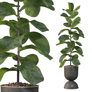 3D Ficus Lyrata in black pot
