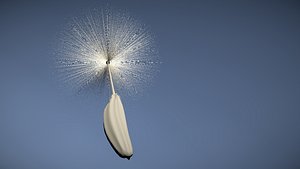 dandelion seed model