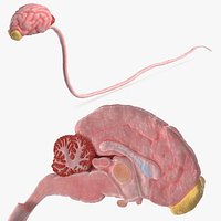Dog Brain with Spinal Cord Anatomy