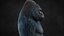 Gorilla 3 RIG XGEN-CORE 3D model