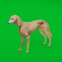 Saluki Persian Hound Dog