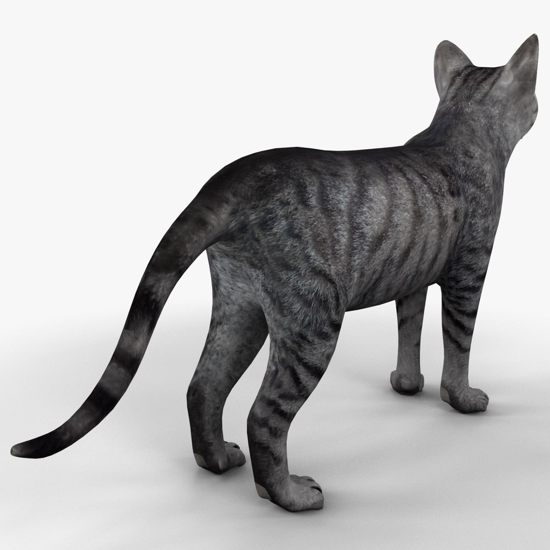 3ds cat 3 https://p.turbosquid.com/ts-thumb/Df/IPlXy9/NElbxwfw/cat3_10/jpg/1374105106/1920x1080/fit_q87/e0ba569831b8de8be4a4c003a4c81cf5ea9676cd/cat3_10.jpg