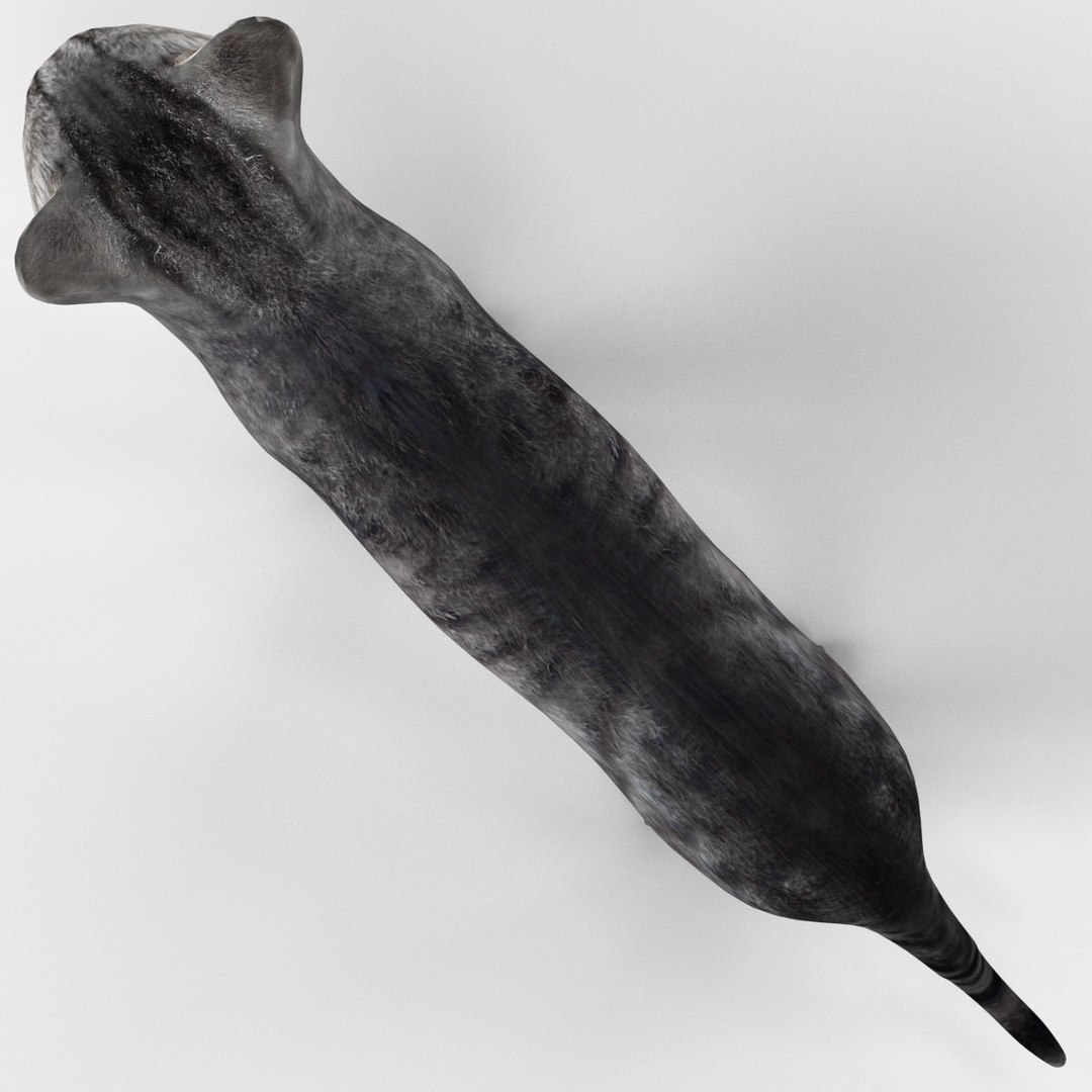 3ds cat 3 https://p.turbosquid.com/ts-thumb/Df/IPlXy9/RwHQHEsE/cat3_12/jpg/1374105118/1920x1080/fit_q87/d3f32ba15748f4107a4f7b35acb12a66bcd4635e/cat3_12.jpg