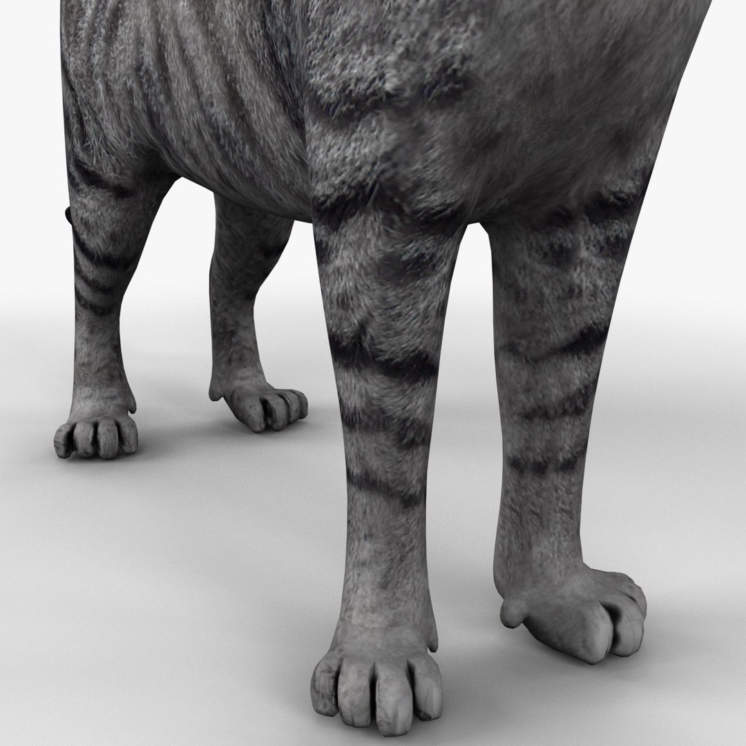 3ds cat 3 https://p.turbosquid.com/ts-thumb/Df/IPlXy9/lNMjXFRF/cat3_14/jpg/1374105118/1920x1080/fit_q87/a4c6d000fd4178ccc18673dbdbbe2edf4881a56f/cat3_14.jpg
