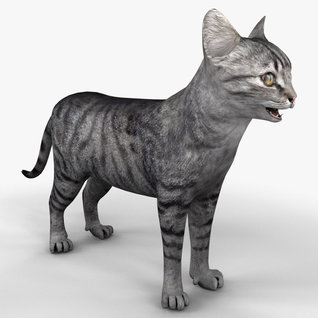 3ds cat 3 https://p.turbosquid.com/ts-thumb/Df/IPlXy9/mXomOTNp/cat3_8/jpg/1374105106/1920x1080/fit_q87/1149ae6eddfecaf3df00040e3d3b0363241634eb/cat3_8.jpg