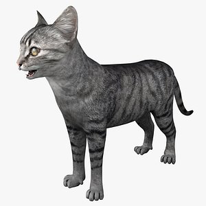 Cat 3