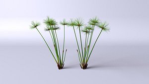 plant papyrus 3D model